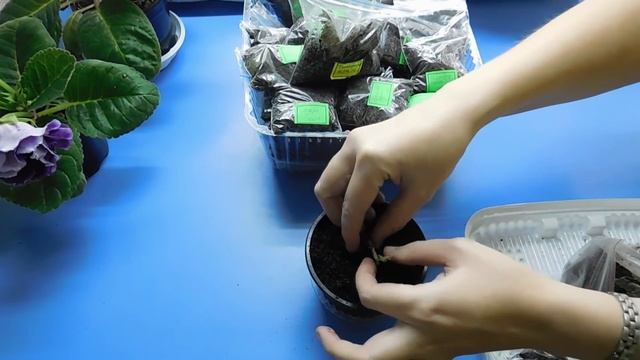 ?КАК ХРАНИТЬ ГЛОКСИНИИ ЗИМОЙ . ?How To Grow Gloxinia From A Tuber