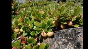 Полезные свойства толокнянки (медвежьи ушки). Где растет и как выглядит