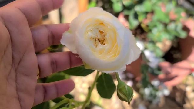CLAIRE AUSTIN CLIMBING ROSE / DAVID AUSTIN ENGLISH ROSE UPDATE смотреть онлайн