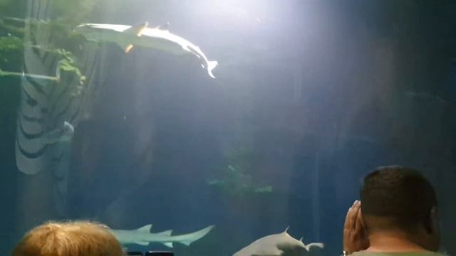 Сочинский океанариум: фауна океанов, водолаз с акулами, шоу русалок. смотреть онлайн