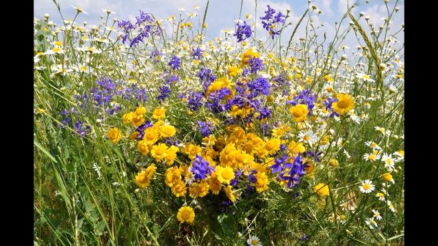 Исцеляющая музыка, гусли. Гусельная дрёма. #медитация #исцеление #гусли