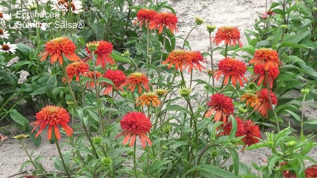 Echinacea Summer Salsa® - Marco van Noort - 4K смотреть онлайн