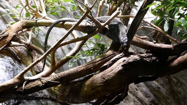 Один из лучших зоопарков В МИРЕ! Прогулка по Пражскому зоо! смотреть онлайн