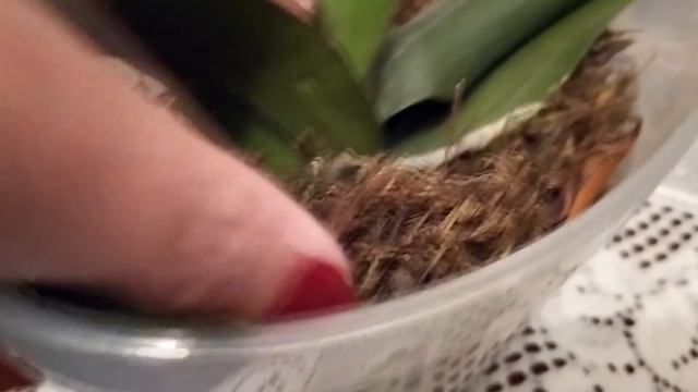 реанимашка которая выросла из одного листочка. смотреть онлайн