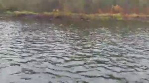 Как работает блесна колебалка