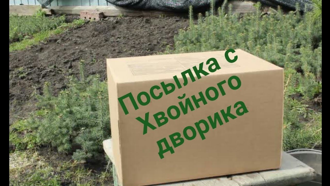 Посылка из питомника хвойных растений "Хвойный дворик". Сеянцы хвойных растений смотреть онлайн