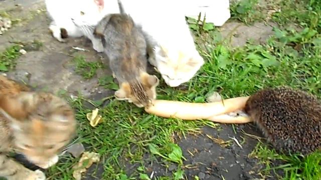 Ёж ест сало смотреть онлайн