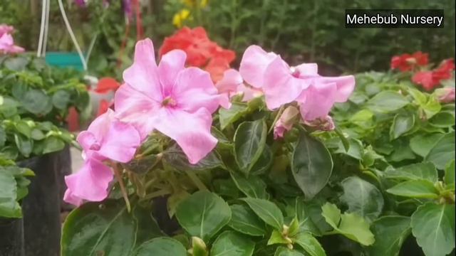 Impatiens Wallariana Accent Premium Mix смотреть онлайн