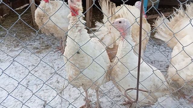 Индюки живут на улице в -10. смотреть онлайн