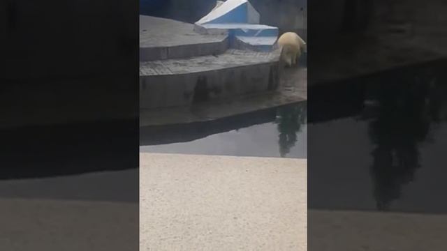 Мишки! Новосибирский зоопарк. смотреть онлайн