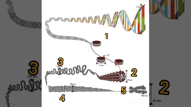 Хроматин. Типы хроматина. Упаковка генетического материала. Эухроматин, гетерохроматин смотреть онлайн