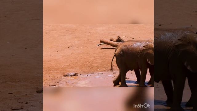 Новорожденные Слоники дурачатся смотреть онлайн