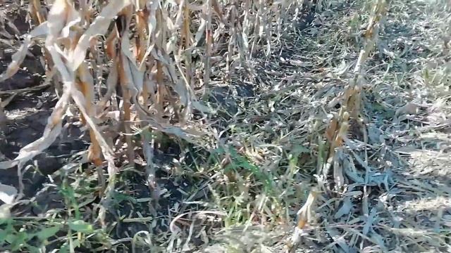 УБОРКА КУКУРУЗЫ КСС 5290. Урожай 2021. CORN HARVESTING KSS 5290. Harvest 2021. смотреть онлайн