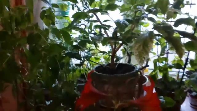 Комнатные цветы ,гиппеаструм и др. .#комнатныецветы #февраль2020 смотреть онлайн