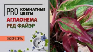 Аглаонема Ред Файэр. Обзор сорта. Комнатное растение с красными листьями не оставит вас равнодушным.