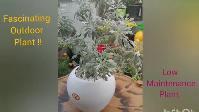 Silver Dust : This low maintenance plant is a fascinating outdoor and beautiful indoor plant :) смотреть онлайн