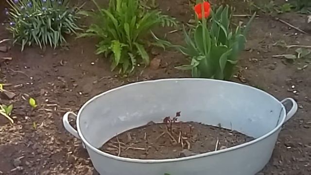 Цветение тюльпанов, рябчиков, нарциссов. Май 2019 смотреть онлайн