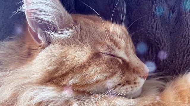 Cat Purring Sounds & 528 Hz Healing Music - Stress Relief, Relaxation, Deep Sleep Music смотреть онлайн