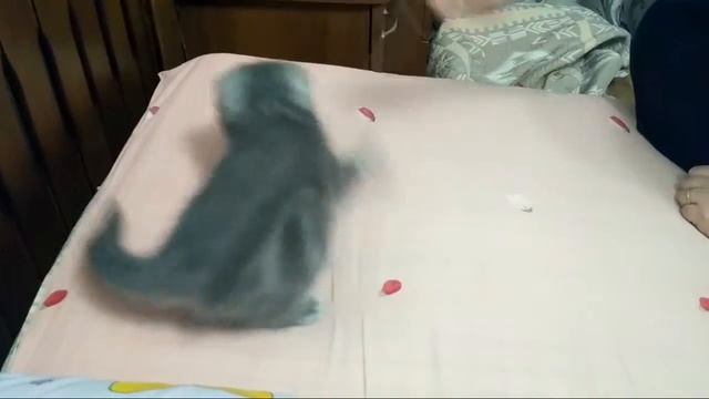 Вислоухий котенок. Шотландец. 1 месяц и 20 дней. смотреть онлайн