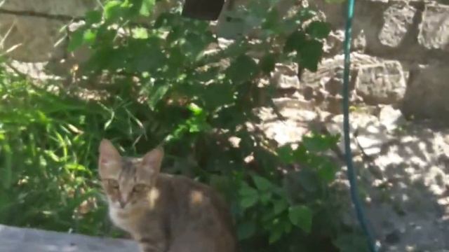 ☣Эффективное подручное средство отпугивания злого зверя ☣Effective means of scaring away the beast смотреть онлайн