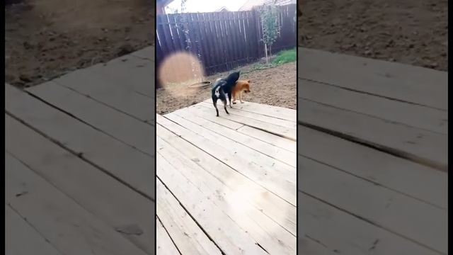 Сиба ину ?НАША КРАСОТА? щенки питомника KUMIKO YOSHI ❤️ #сиба #сибаину #шибаину #шиба #dog смотреть онлайн