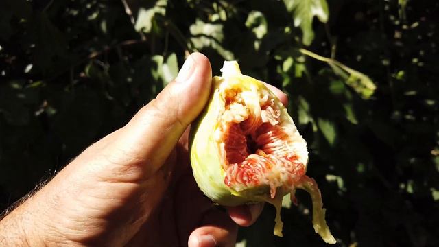 UCR 184-15 Fig Strawberry Teardrop смотреть онлайн