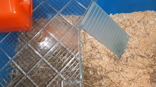 Сирийский хомяк/Знакомство с новым домом смотреть онлайн