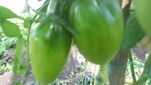 САМЫЕ ПЕРВЫЕ ТОМАТЫ! СОРТ РУССКИЕ КОЛОКОЛА. Ольга Чернова. смотреть онлайн