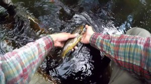 Рыбалка в Карелии. Ловля форели. В бобровых владениях. | Fishing in Karelia. Trout fishing-