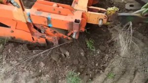 как мы копаем корни рассады спаржи аспарагуса очень интересная конструкция