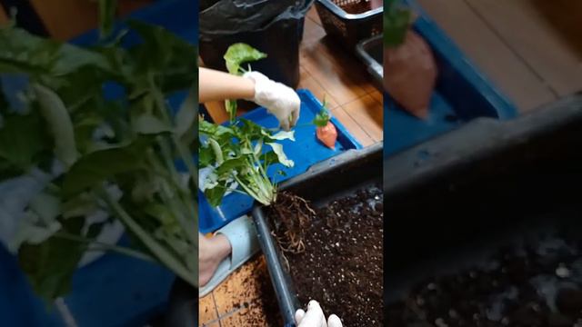 สอนหั่น Syngonium Milk Confetti