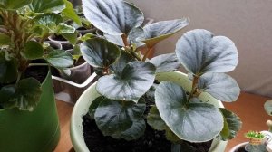 Бегония вечноцветущая.Размножение,выращивание,уход