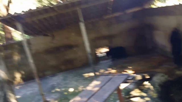 Генетический бык смотреть онлайн