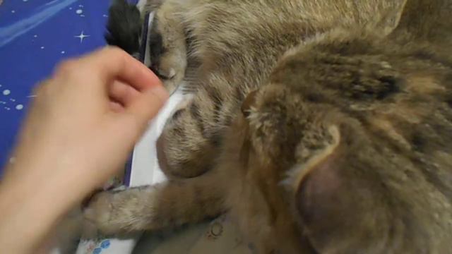 Книга- лежанка:). Кошка Ромашка. смотреть онлайн