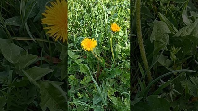 Приметы. Одуванчик.mp4 смотреть онлайн