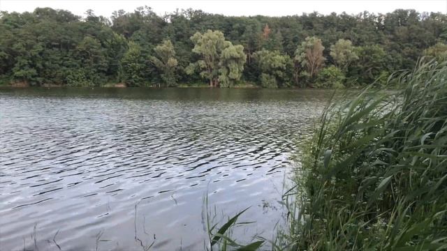 Рыбалка на озере Карповая ловля рыбалка на карася. Ловля крупной рыбы. Рыбалка на поплавок!