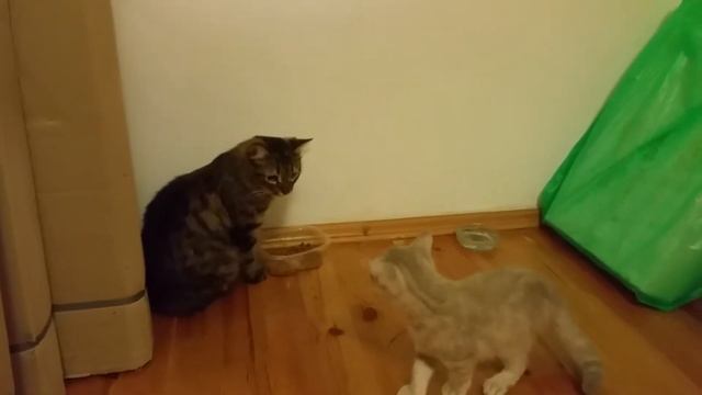 Знакомство котёнка мейн-куна и обычного котёнка смотреть онлайн