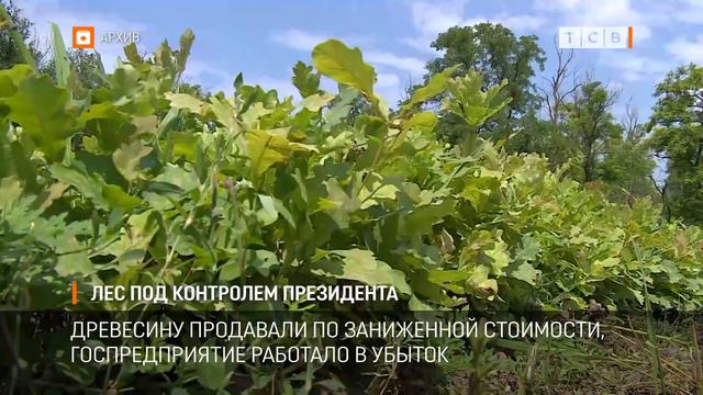 Лес под контролем президента смотреть онлайн
