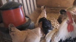 ВЛОГ  Куры Загорская лососевая// ПТИЦА// Zagorsk salmon chickens VLOG