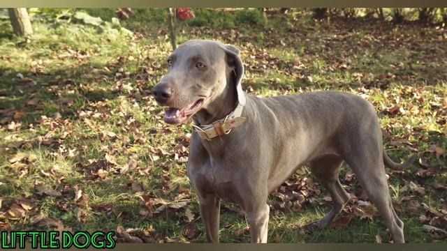 Лай собаки. Звук лающих собак. Dog's Bark. The Sound Of Barking Dogs.