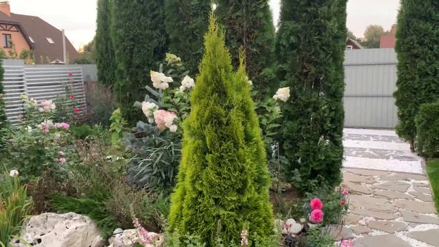 ?Туя западная ‘Голден Смарагд’⭐️Обзор. ✨Thuja Occidentalis ‘Golden Smaragd’