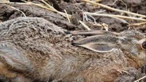 ?КАК ОХОТИТЬСЯ НА ЗАЙЦА?