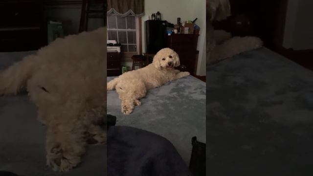 Doodle #live #thebigfizz смотреть онлайн