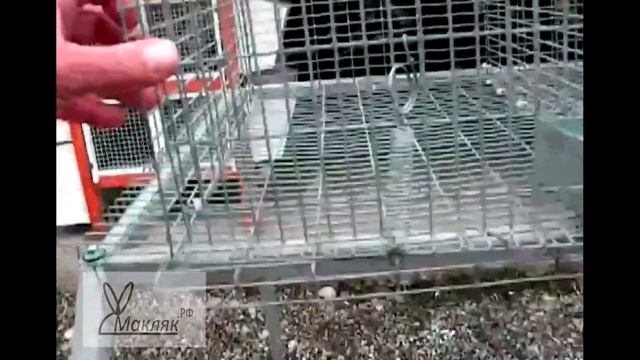 Клетка для кроликов МАКЛЯК-М. Сборка своими руками. Макрол. смотреть онлайн