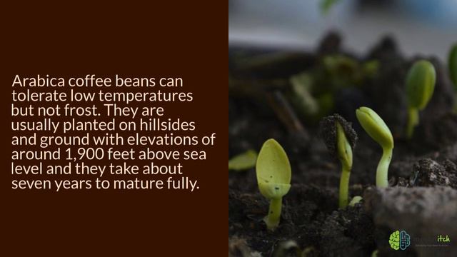 Introduction to Coffee Arabica Beans смотреть онлайн