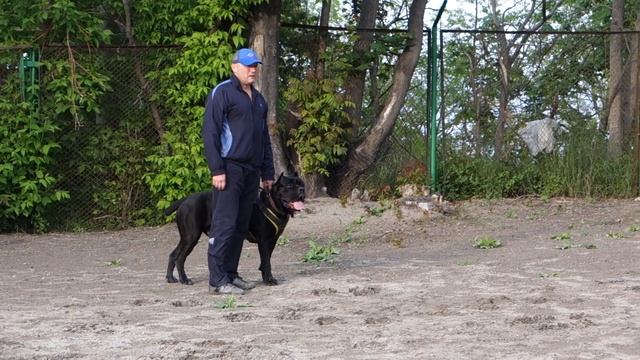 Кане корсо Маркус. Учим кусаться. Marcus. Cane Corso.