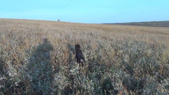 Дратхаар. Работы по перепелу. смотреть онлайн