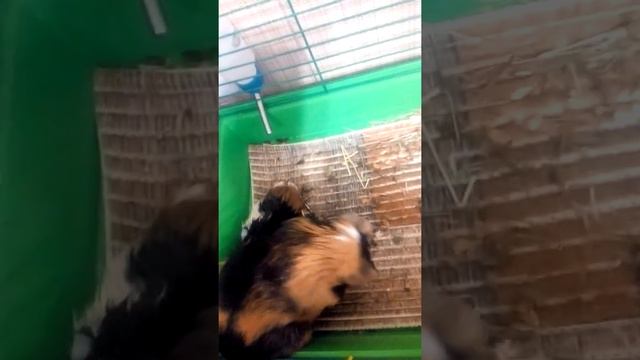 Роды у морской свинки! смотреть онлайн