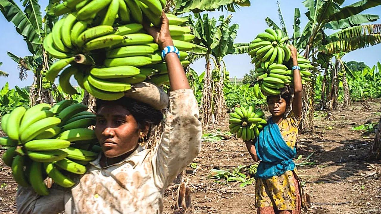 Бананы | Как их выращивают и обрабатывают смотреть онлайн