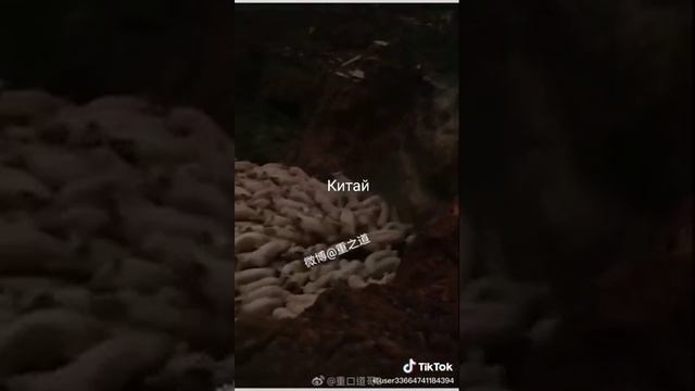 Китай уничтожение свиней ? смотреть онлайн